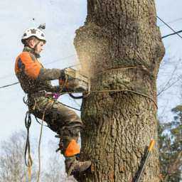 Спилить 300 деревьев для установки 60 лавочек приказали на левом берегу в Ростове