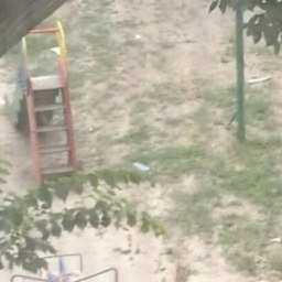 Громадное дерево рухнуло на детскую площадку в Ростове-на-Дону