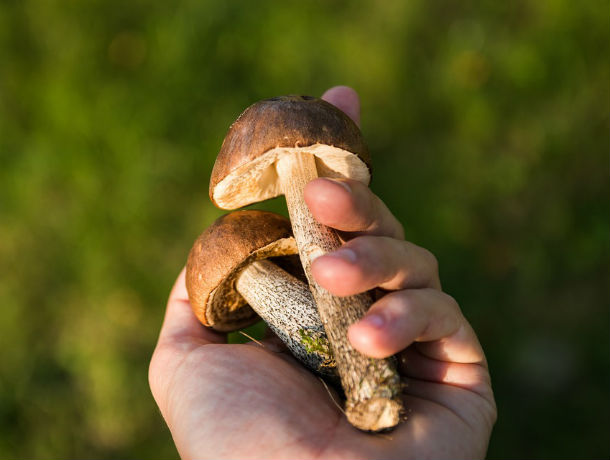 Пошла по грибы и пропала: в Крыму искали ростовчанку, заблудившуюся в лесу