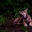 Трогательными кадрами с крошками-волчатами поделился ростовский зоопарк 6