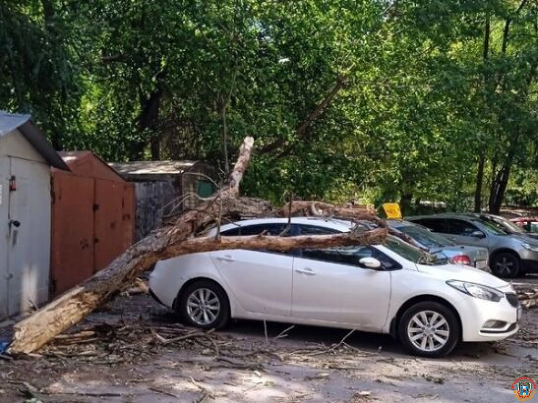 В Ростове упавшее из-за сильного ветра дерево повредило три легковушки