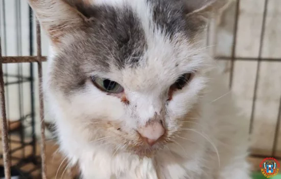В Ростовской области волонтеры спасают кошку с рядом неизлечимых болезней