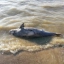 Десятки рыб и мертвые дельфины усеяли берег Таганрогского залива 0