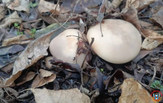 Сезон грибной охоты закрывают жители Ростовской области