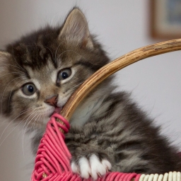 Не жестокость: владельцы пушистых питомцев смогут стерилизовать их со скидкой в Ростовской области