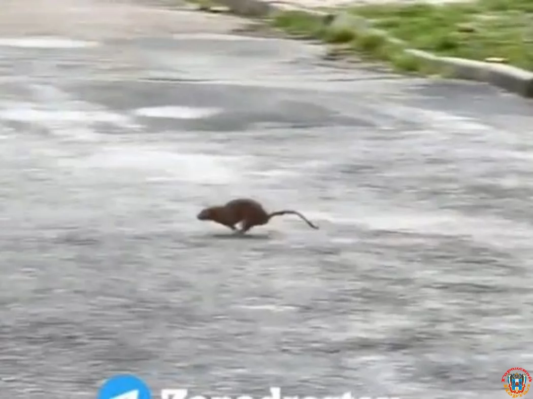 В Ростове Коммунистический проспект атаковали огромные крысы