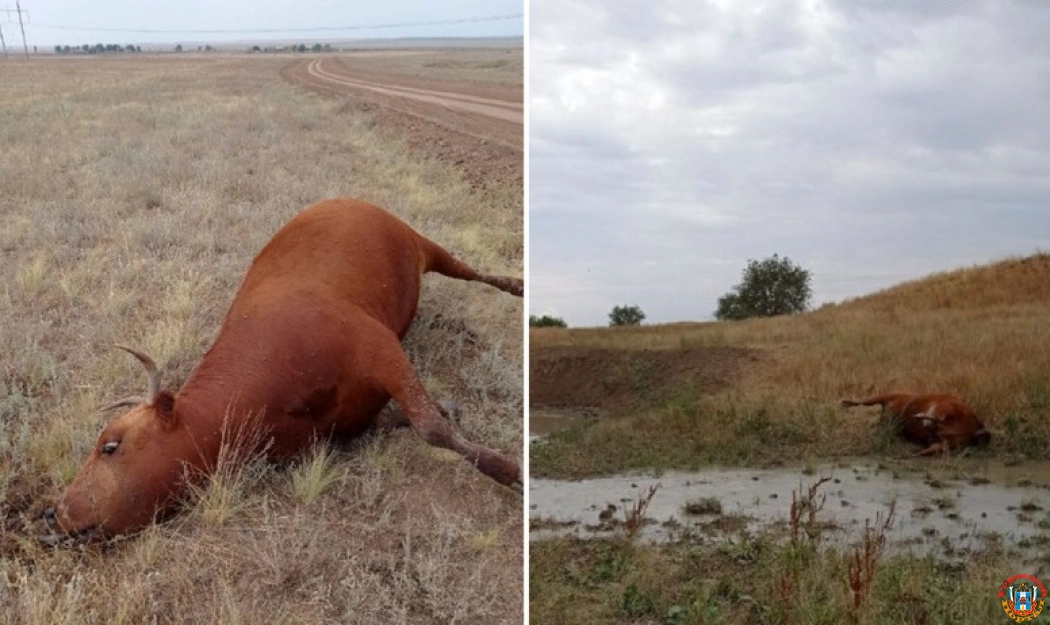В Ростовской области 13 коров отравились насмерть неизвестным ядовитым веществом