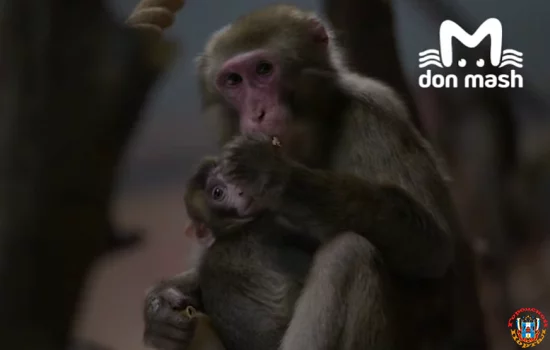 24 макаки прибыли из Италии в Ростовскую область