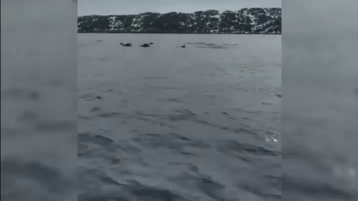 Наперегонки с дельфинами: мурманский рыбак выложил забавное видео