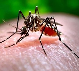 Комары и экзотические заболевания атакуют Ростов и область
