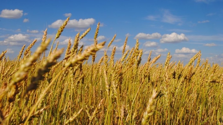 Средняя урожайность зерновых в Забайкалье выросла на 15%