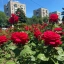 В Ростове высадили 864 тысячи цветов и 2 тысячи деревьев 3