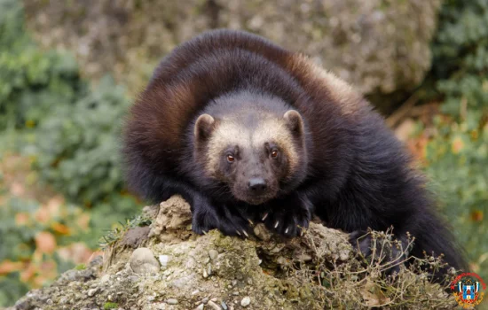 В Ростовской области бешеная куница напала на ребенка