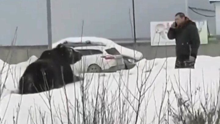 Медведь набросился на прохожего на улице в Нижневартовске