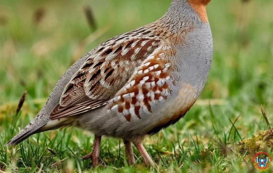 Сезон охоты на серых куропаток завершился в Ростовской области