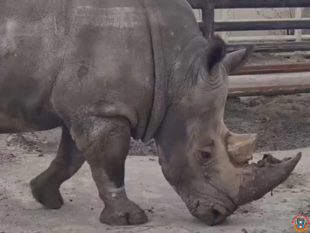 В Ростовском зоопарке носороги резвятся в летних вольерах