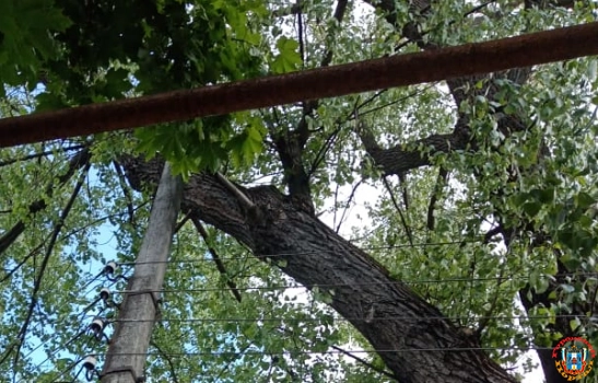 Жителей Ростова испугало аварийное дерево, запутавшееся в проводах на улице 1-й Краснодарской