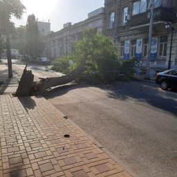 Глава администрации Ростова пожаловался на горожан, которые мешают уничтожать деревья