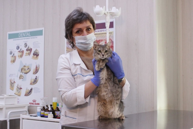 Льготную стерилизацию собак и кошек в Ростовской области пролили еще на год