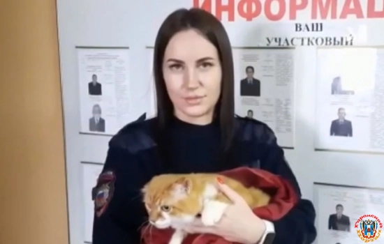 К стримам мучившего кота блогера присмотрелась полиция