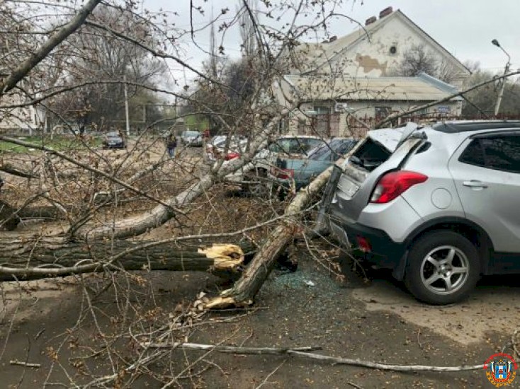 В Каменске-Шахтинском дерево упало на припаркованную машину