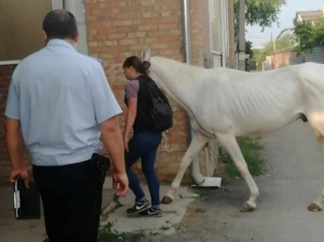 Ростовчанке грозит уголовный срок за истощенных лошадей