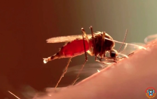 Как уберечься от комаров без вреда для здоровья