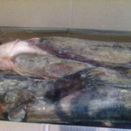 Из Ростовской области на Украину не пропустили 4 тонны замороженной рыбы