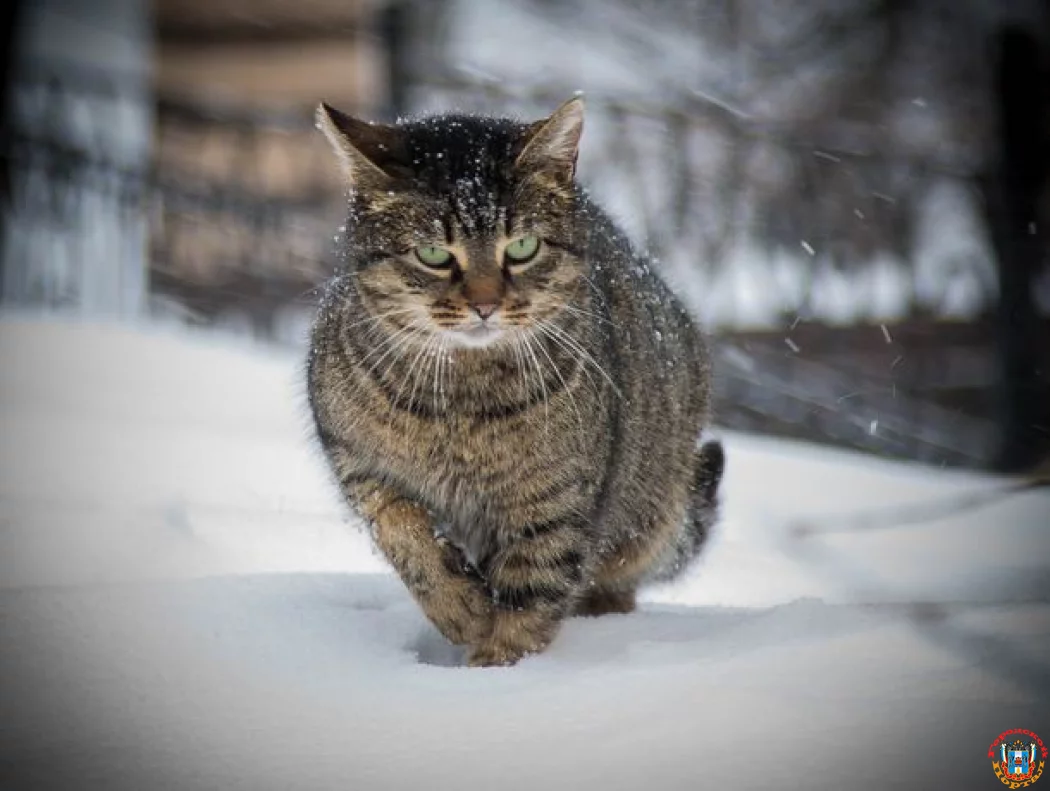 Ледяной ветер и снег вечером: четверг не порадует ростовчан хорошей погодой Ледяной ветер и снег вечером: четверг не порадует ростовчан хорошей погодой
