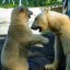 Маленькой медведице Айке из ростовского зоопарка исполнилось 7 месяцев 1