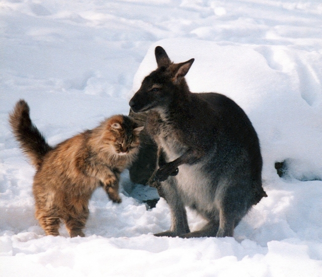 В ростовском зоопарке рассказали о дружбе между кошкой и кенгуру