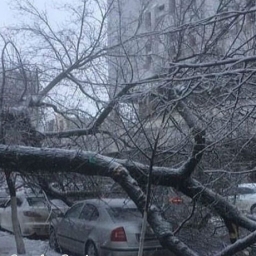 Огромное дерево упало на припаркованные машины и перекрыло проезд в центре Ростова