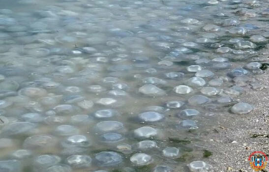 Из-за повышенной солености берег Таганрогского залива заполонили медузы