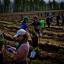 В России стартовал конкурс среди тех, кто восстанавливает лес 0