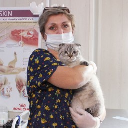 В Ростове пройдет акция по льготной стерилизации кошек и котов