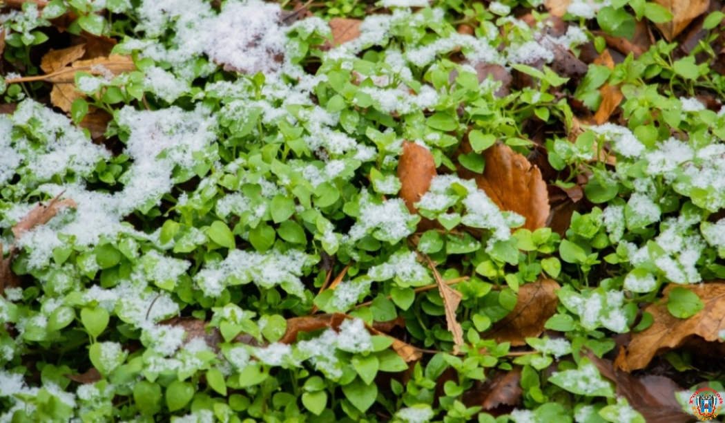 На неделе в Ростове ожидается дождь со снегом и плюсовая температура