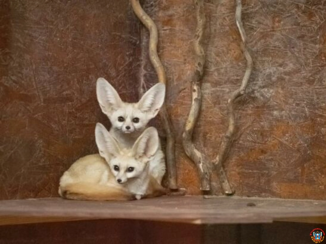 В Ростовском-на-Дону зоопарке появились самые маленькие лисицы в мире - «фенеки»