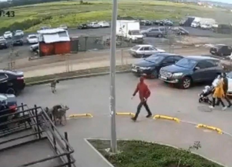 Пьяный ростовчанин расстрелял бездомных собак на оживленной улице в Суворовском