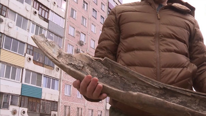 Житель Комсомольска-на-Амуре нашел бивень мамонта во время прогулки с собакой