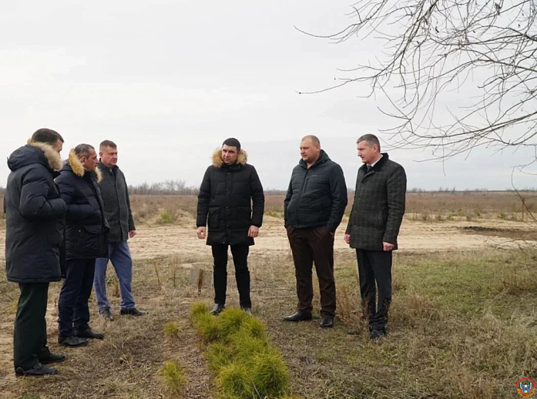 Хвойный запас: в Ростовской области заготовили более 3 тонн шишек для обновления лесов