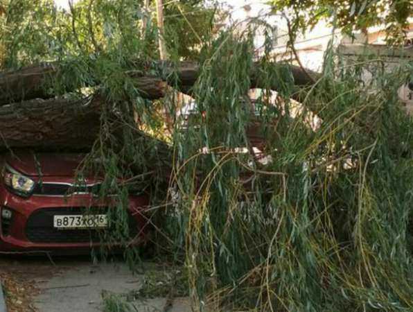 Обрушившаяся под напором сильного ветра старая ива раздавила автомобиль во дворе Ростова Обрушившаяся под напором сильного ветра старая ива раздавила автомобиль во дворе Ростова