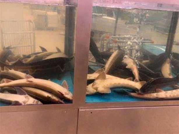 Дохлая рыба рядом с живой в аквариуме магазина вызывает тошноту у жителей Ростова