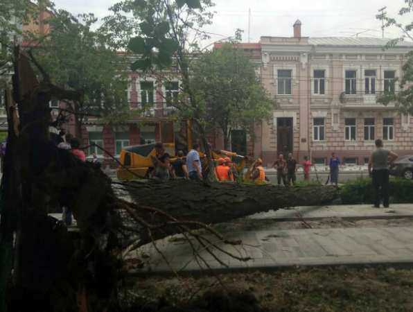 Спасение прохожим автомобилистов от рухнувшего на дорогу дерева в центре Ростова попало на видео
