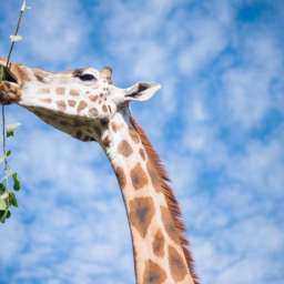 Интересно провести каникулы вместе с животными предлагает ростовский зоопарк школьникам