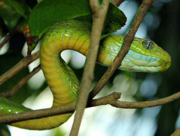 Трехметровую змею пришлось убить ростовчанам, которым отказались помочь в МЧС