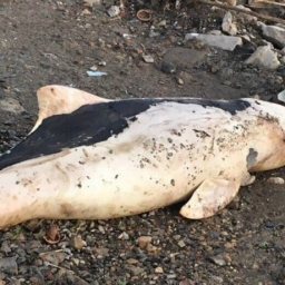 Окровавленный труп дельфина обнаружили отдыхающие на морском пляже под Ростовом